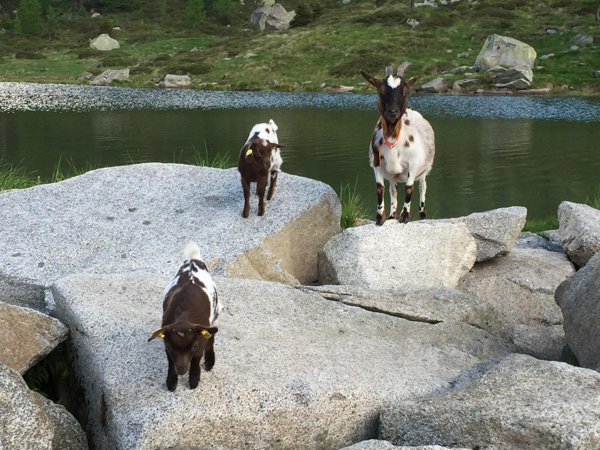 Rifugio Viviani Pradalago Madonna di Campiglio Bagian luar foto