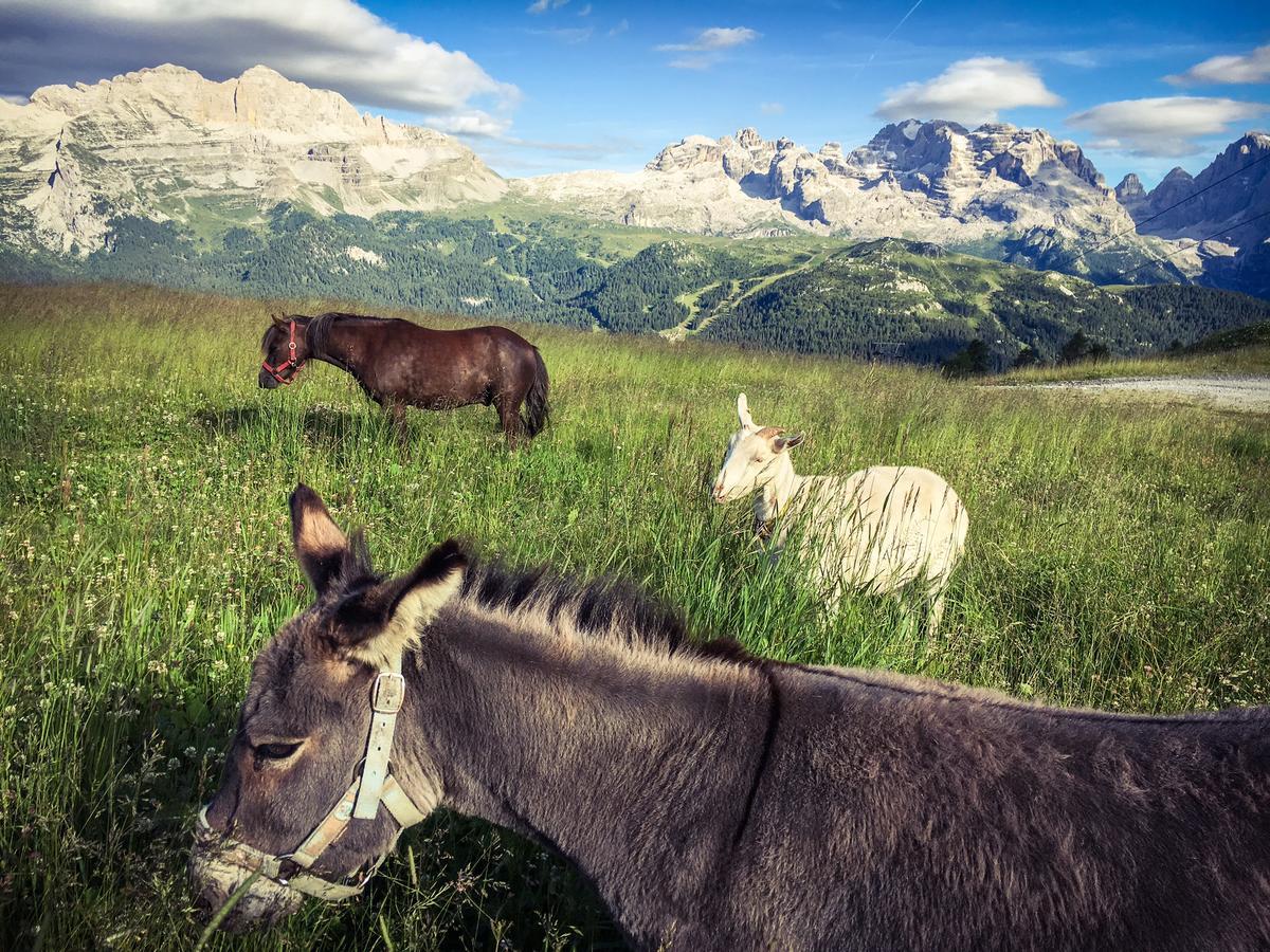 Rifugio Viviani Pradalago Madonna di Campiglio Bagian luar foto