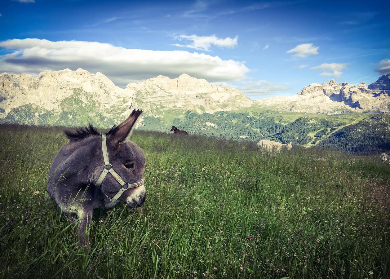 Rifugio Viviani Pradalago Madonna di Campiglio Bagian luar foto